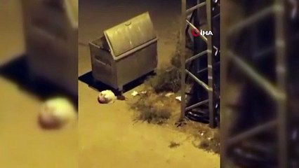 Mansur bunu da başardı! Ankara sokaklarında fareler cirit atıyor