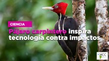 Pájaro carpintero inspira tecnología contra impactos