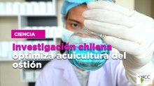 Investigación chilena optimiza acuicultura del ostión
