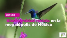 Biodiversidad resiste en la megalópolis de México