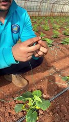 Klips nasıl takılır?