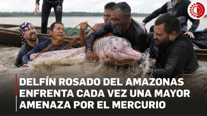 Delfín rosado del Amazonas enfrenta cada vez una mayor amenaza por el mercurio