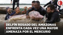 Delfín rosado del Amazonas enfrenta cada vez una mayor amenaza por el mercurio