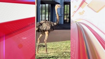 Ema é vista correndo pelas ruas do Paraná