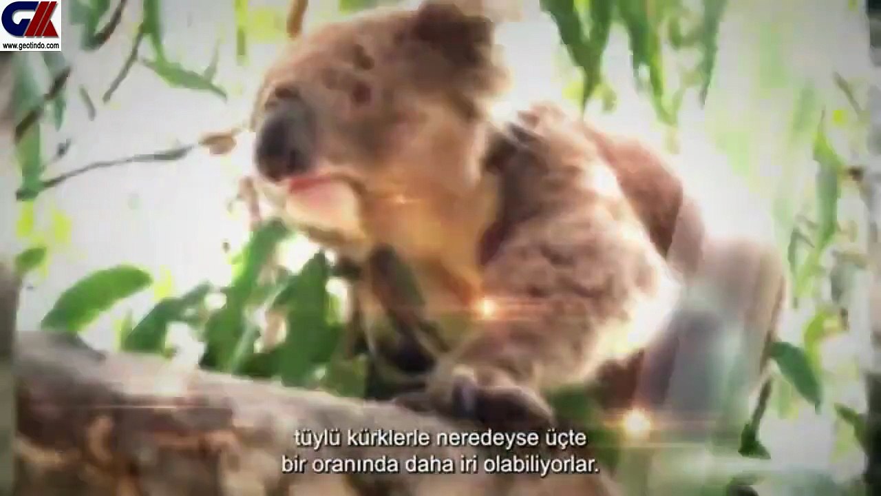 VOICE OF NATURE