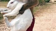 GreatVideoMrMonkeyisdoingrescuetocutrabbitmonkeymo_1758232931363