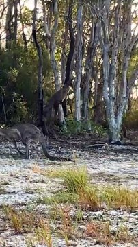 Seems this is their hobby 😂😂 kangaroo diaries only in Australia 🇦🇺