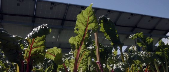 Save the Farm, Save the Future | movie | 2025 | Official Trailer