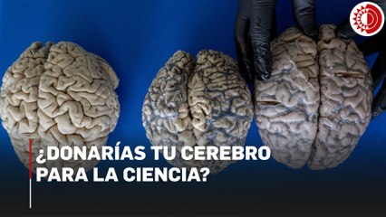 ¿Donarías tu cerebro para la ciencia? Descubre el innovador proyecto en México 🧠