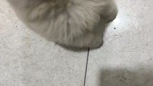 “This Toy Is Just Too Much Fun!” | Samoyed Shorts