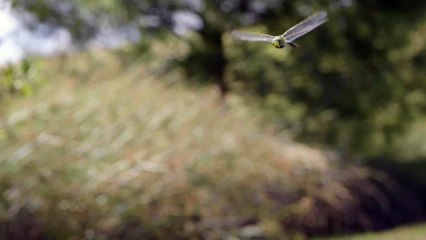 Le paradoxe des libellules