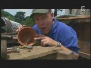 Les plus grands insectes au monde 2