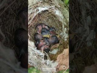 Spectators Adore Tiny Tailorbird Chicks