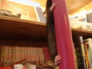 la chute de Chocapic