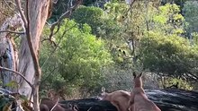 Welcome to Australia