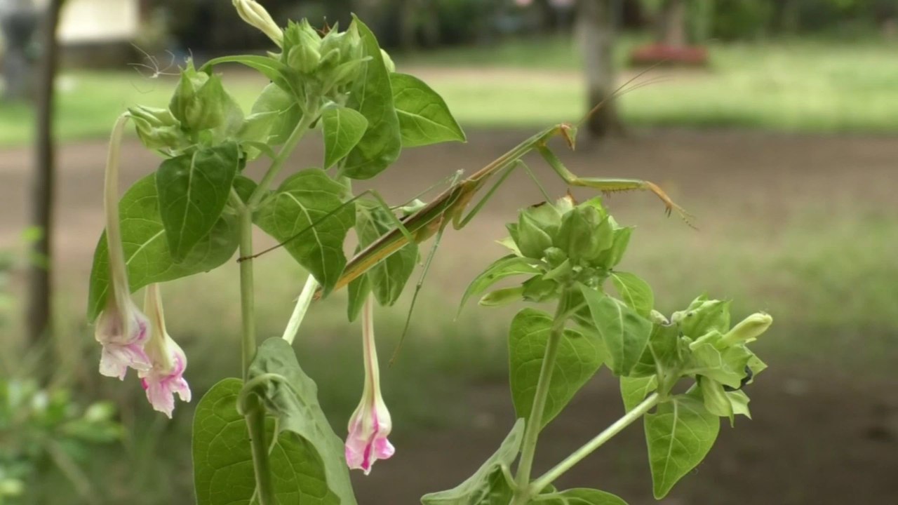 A praying mantis is chilling, waiting for its food to come.
