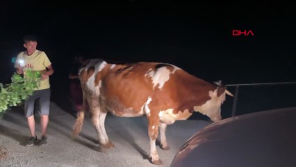 Antalya'da orman yangını: İki mahalleye yayıldı; evler ve seralar alevlerin arasında kaldı!