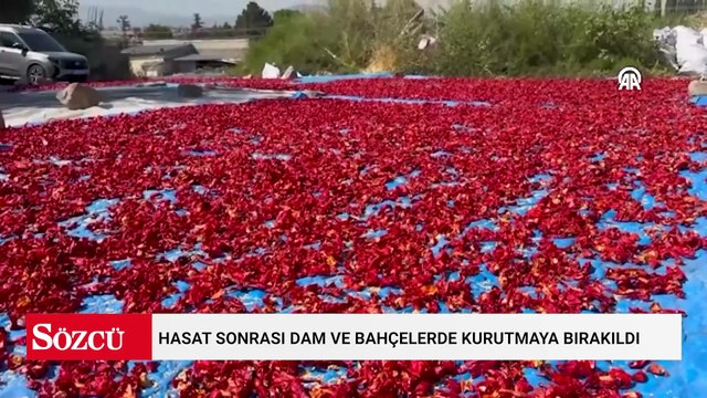 Hasat sonrası dam ve bahçelerde kurutmaya bırakıldı: Dışarı çıkan hüngür hüngür ağlıyor