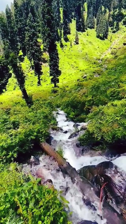 🌲✨ The serene beauty of Gurez Valley — where lush forests meet crystal-clear water streams, creating nature’s perfect melody 🌊🍃💚