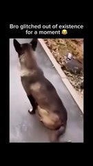 🎶 لحظات موسيقية وميمز غير متوقعة مع الكلاب! 🐶 🎶 Music, Memes & Unexpected Fun with Dogs! 🐶