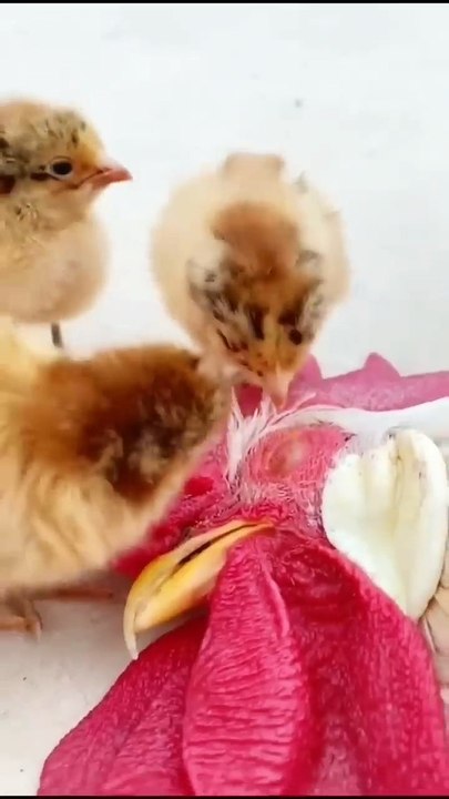 The puppy loves him and the chicks . A beautiful moment #84