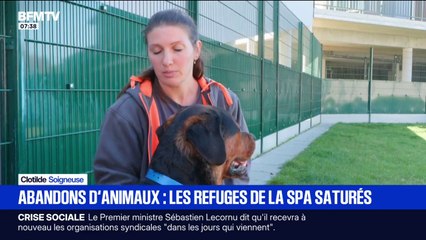 La SPA recueille chaque année 117.000 animaux, environ 40.000 sont refusés par manque de place
