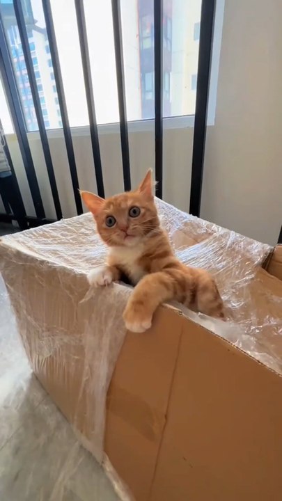 Adorable Cute Kitten Moments 🐾 | Funny & Heartwarming Cat Video"