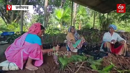 सरगुजा में बीज क्रांति, 1 रुपए में तैयार करा सकते हैं किसान सीड्स की नर्सरी