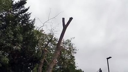 Tree crashes down onto cars