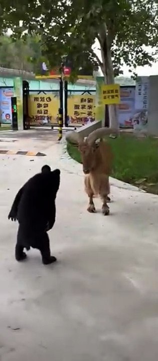 funny animals 😂cute pets #viral #funnyanimals #pets