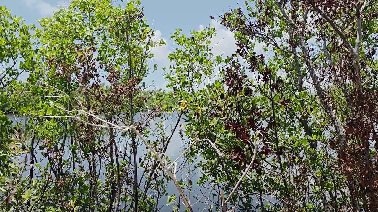 Spannende Delfintouren in Bradenton / Gulf Islands