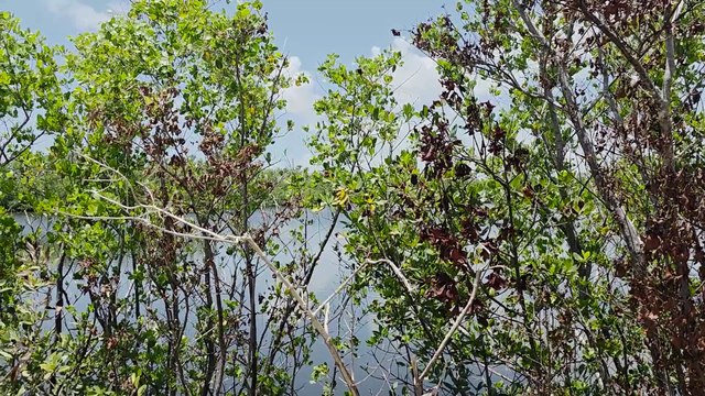 Spannende Delfintouren in Bradenton / Gulf Islands