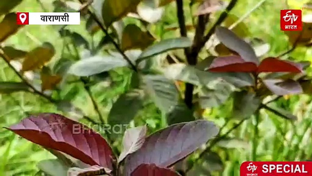 खेती से किस्मत बदली, सालाना 60 लाख की कमाई