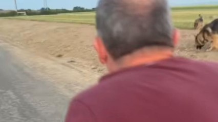 Girl takes dog for a walk but gets attacked by June bugs in hair