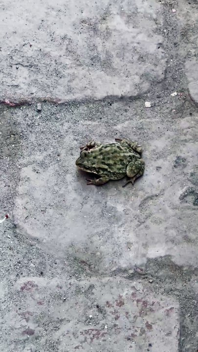 Pets Life #petslife #Viral #Funny #beauty