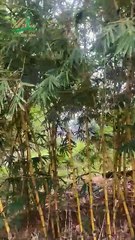 Tưởng Chỉ Là Cây Tre... Ai Ngờ Lại Thành Kiệt Tác - Tre trúc Ngọc Dương