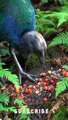 Kakapo Recovery Rare Parrot Conservation Success