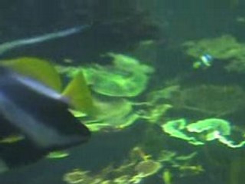 Grand aquarium