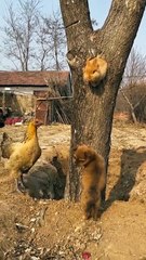 The puppy and the rabbit scare the chicken  . A beautiful moment #85