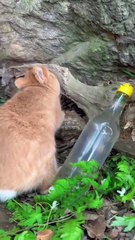 The peaceful little of a baby rabbit . A beautiful moment #86