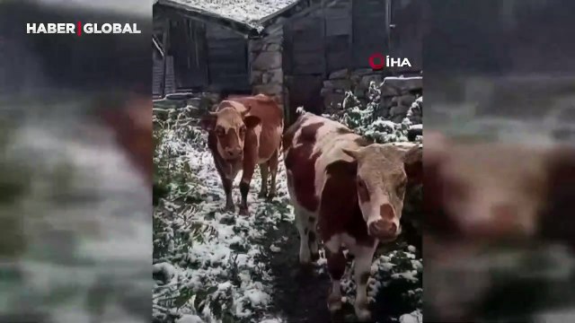 Rize beyaza büründü, lapa lapa kar yağdı!