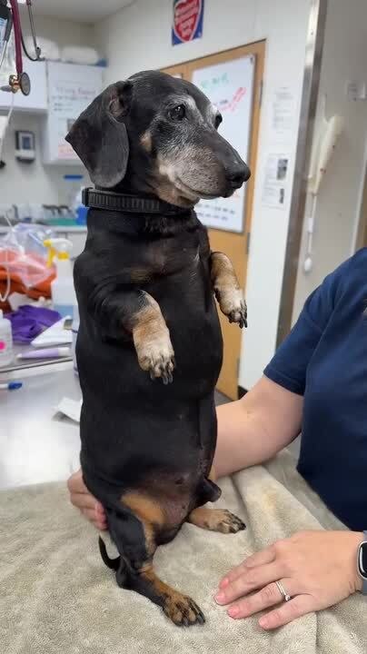 Dog Cutely Stands Upright on Hind Legs in Front of Vet