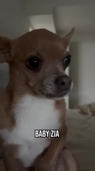 Talking Chihuahua Demands Owner Get Out of Bed and Make Pancakes