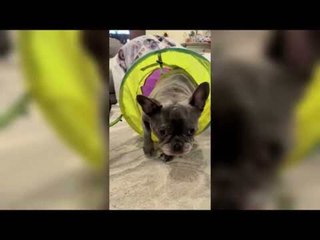 French Bulldogs Playfully Wrestle in Kids' Tunnel