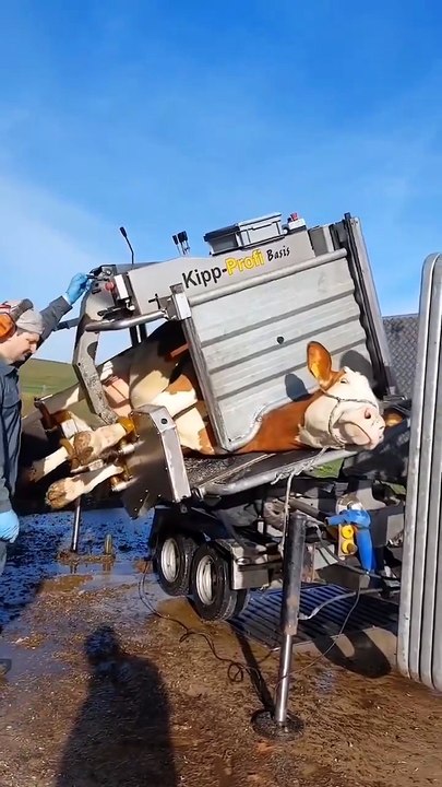 A Modern Way to Bathe Cattle