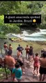 A Giant Anaconda Spotted Swimming in a River in Jardim, Brazil, While Tourists Look On