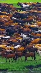 The Great Horse Migration: A Stunning Aerial View of a Herd Galloping Across a Field