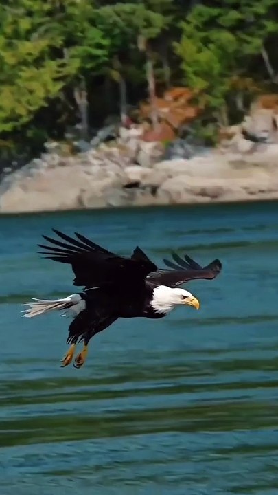 Witness the Incredible Hunting Skills of an Eagle in a Stunning Nature Video
