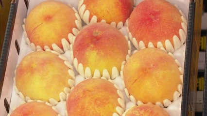 [경기] 이천 '햇사레 장호원 복숭아축제' 개막 / YTN