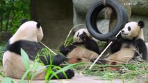 Giant pandas enjoy mealtime together